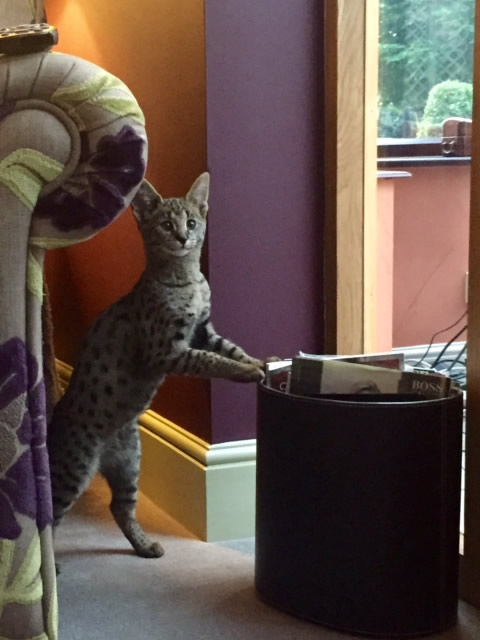 High percentage F2 savannah male we bred